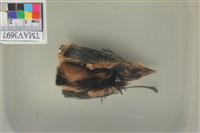 藏品(紅嘴黑鵯)的圖片